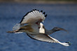 African Sacred Ibis