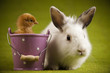 Little chick on rabbit on green