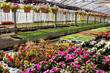flowers in greenhouse