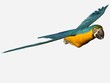 fliegender papagei