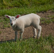 Osterlamm,Milchlamm,Mastlamm auf der Weide