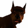 Doberman dog