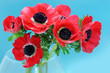 Anemone bouquet on blue background