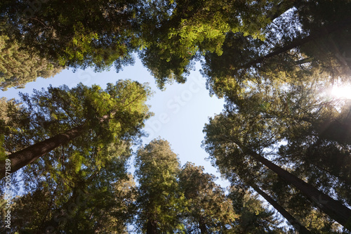 Foto: Baumkronen Redwood NP USA Baumkronen Redwood NP USA