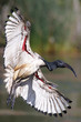 African Sacred Ibis
