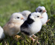 pretty chickens