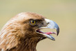 Golden Eagle. Aquila chrysaetos. Head in profile