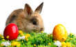 Photo: Easter Bunny Easter Bunny