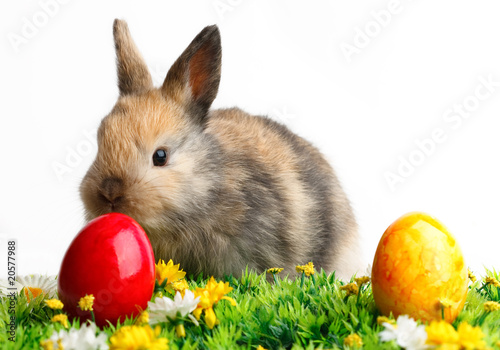 Photo: Easter Bunny Easter Bunny