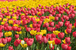 Yellow and red tulips