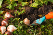 Blumenzwiebeln, bulbs Blumenzwiebeln, bulbs