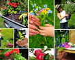 Collage Garten Pflanzen