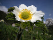 Pulsatilla alpina