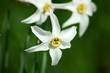 narcissus