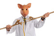 Swine Flu Concept Swine Flu Concept