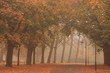 Empty autumn street