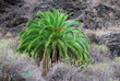 Palme