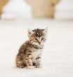 Photo: Small adorable kitten Small adorable kitten