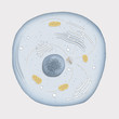 cellule