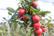 apple plantation