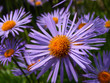 Purple daisies Purple daisies