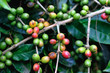 Coffee Grows