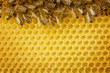 Photo: Worker Bees on honeycombs Worker Bees on honeycombs