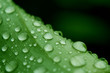 Rain on green