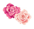 Vector illustarion of beautful roses on white