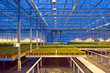 Glasshouse automation