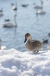 雪上のオナガガモ