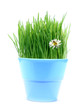 green gras, daisy and bee