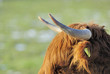 horn 7