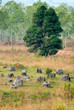 Plain of Jars, Phonsavan, Laos.