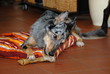 Hund mit Kauknochen