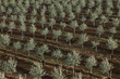 olive plantation with drip irrigation in diagonal arrangement