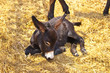 little donkey little donkey