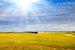 Yellow field, crop and the dark blue sky with sun beam..