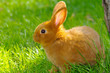 Hase auf der Wiese