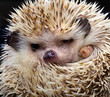 Pygmy hedgehog