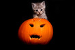 Halloween Katze