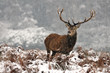stag