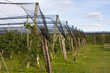 apple plantation