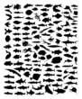 Fish silhouettes isolated on white