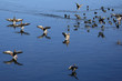 Eisvogel II