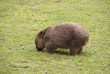 wombat 1