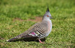 Photo: Crested Pigeon Crested Pigeon