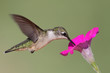 Juvenile Ruby-throated Hummingbird (archilochus colubris) Juvenile Ruby-throated Hummingbird (archilochus colubris)