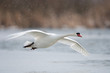 Fliegender Höckerschwan