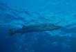 Barracuda